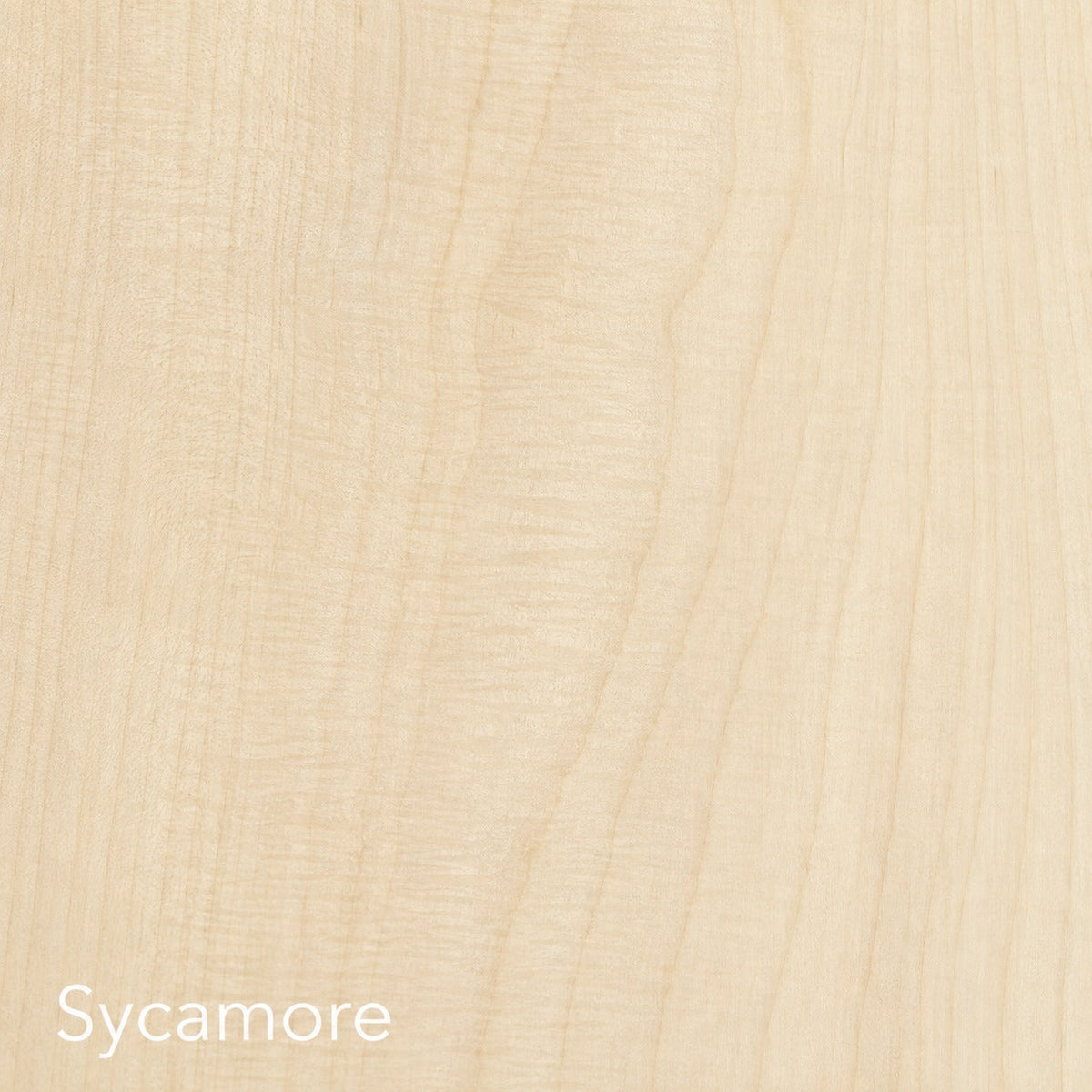 Sycamore